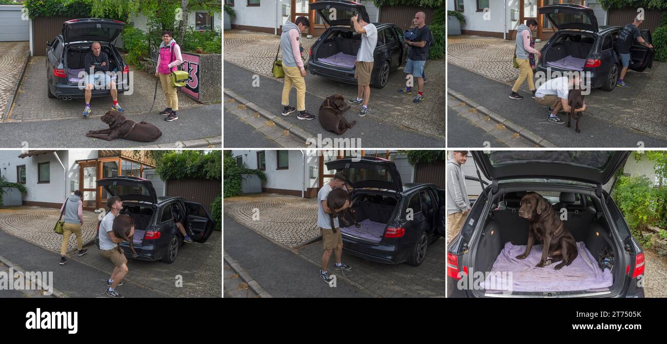 Familie hilft ihrem alten und kranken Hund ins Auto, Bayern, Deutschland Stockfoto