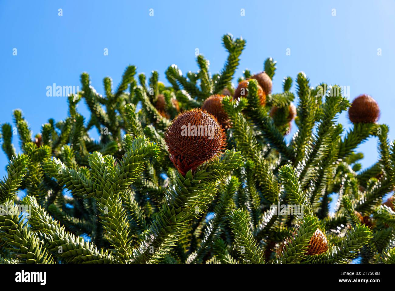 Schöne Schlangenkiefer oder Affenbaum mit Kegel (Araucaria araucana) gegen blauen klaren Himmel an einem sonnigen Sommertag in Lugano, Tessin, Schweiz Stockfoto