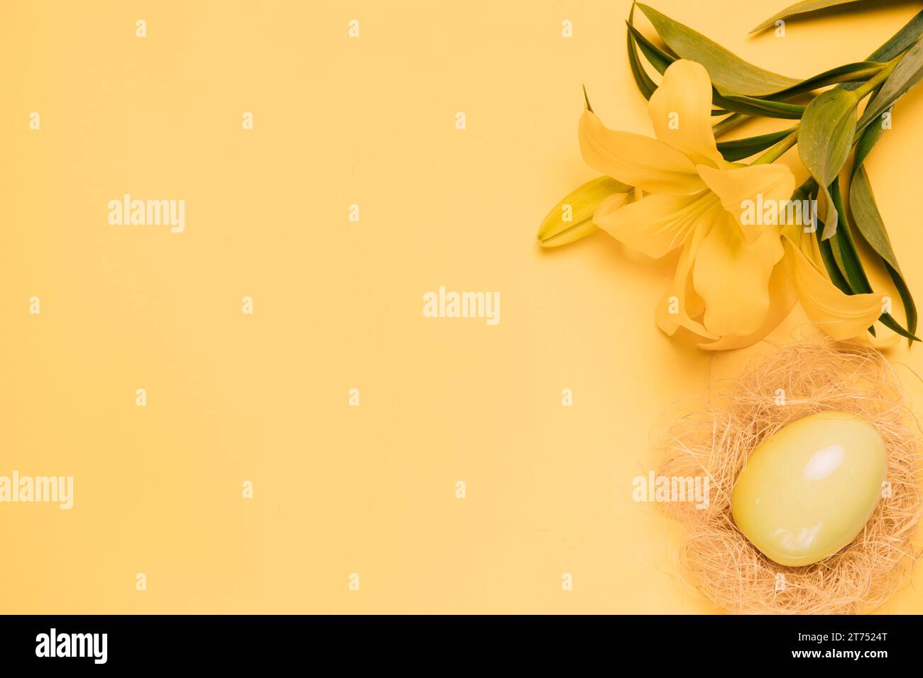 Blick auf die frische Lilienblüte mit gelbem Hintergrund des ostereiernest Stockfoto