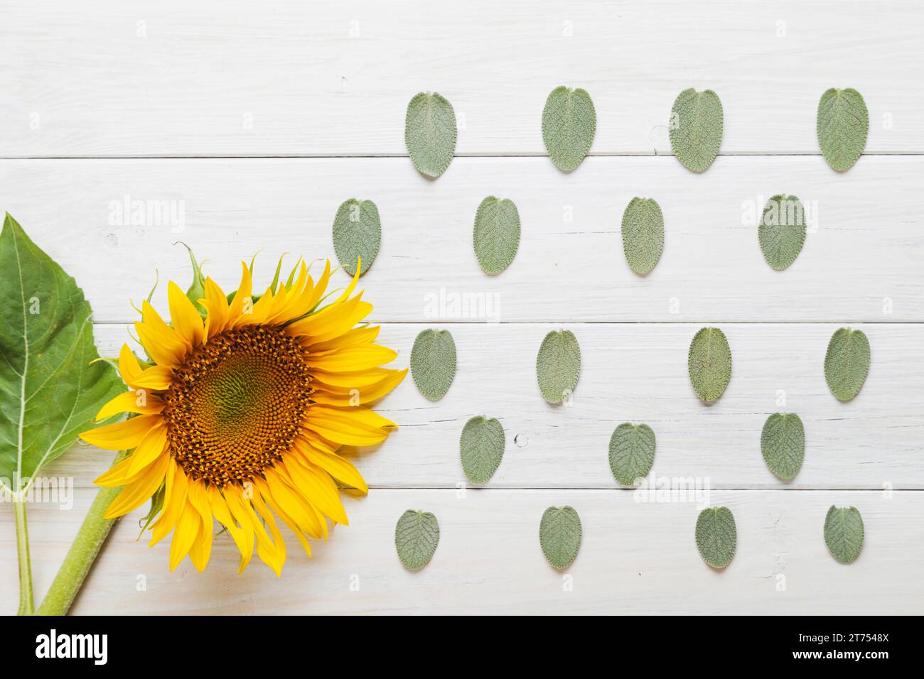 Sonnenblumenblätter Ornament Stockfoto