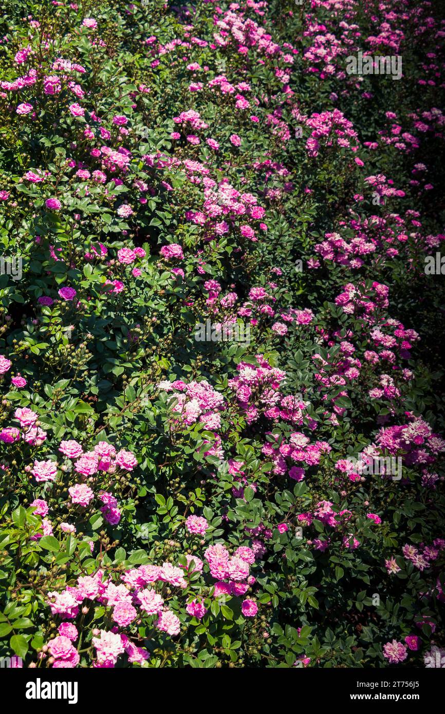 Schöne bunte Rosen Hintergrund Stockfoto