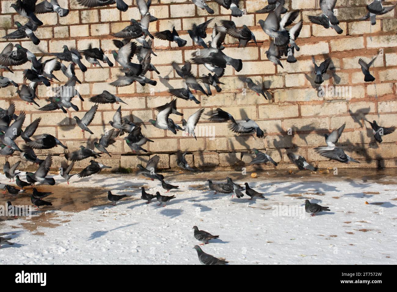 Schöne Taubenvögel, Stadttauben leben in einer urbanen Umgebung Stockfoto