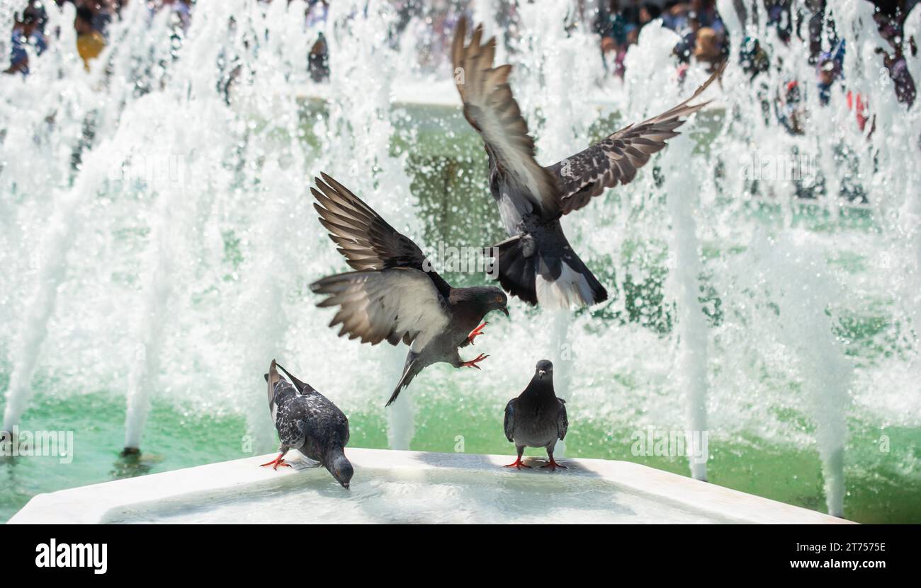 Durstige Tauben trinken Wasser an einem heißen Tag am Brunnen Stockfoto