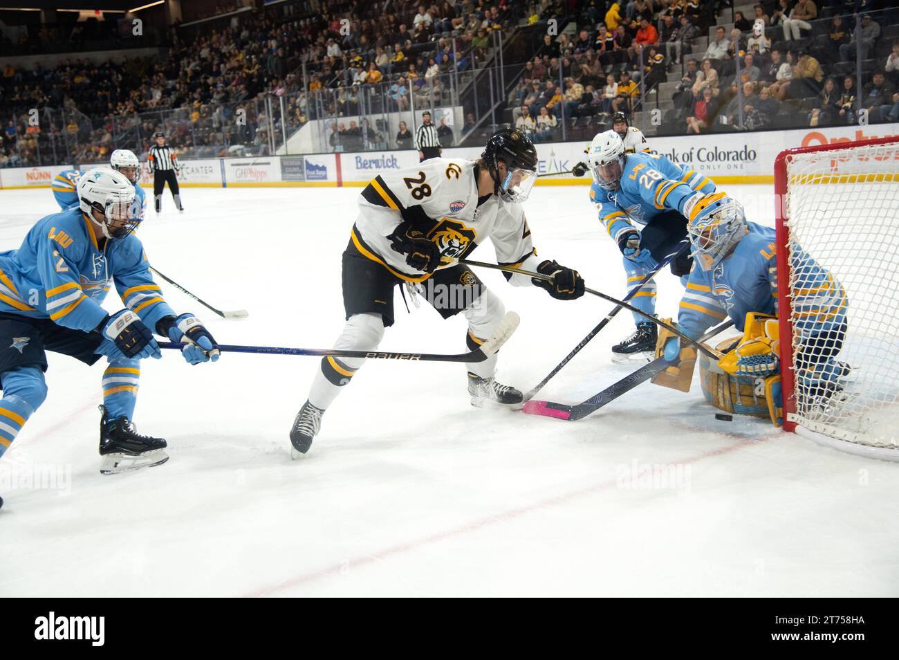 Gleb Veremyev vom Colorado College (Weiße Nr. 28) versucht, den Puck während eines Collegehockeyspiels am Torwart der Long Island University vorbei zu schieben. Stockfoto