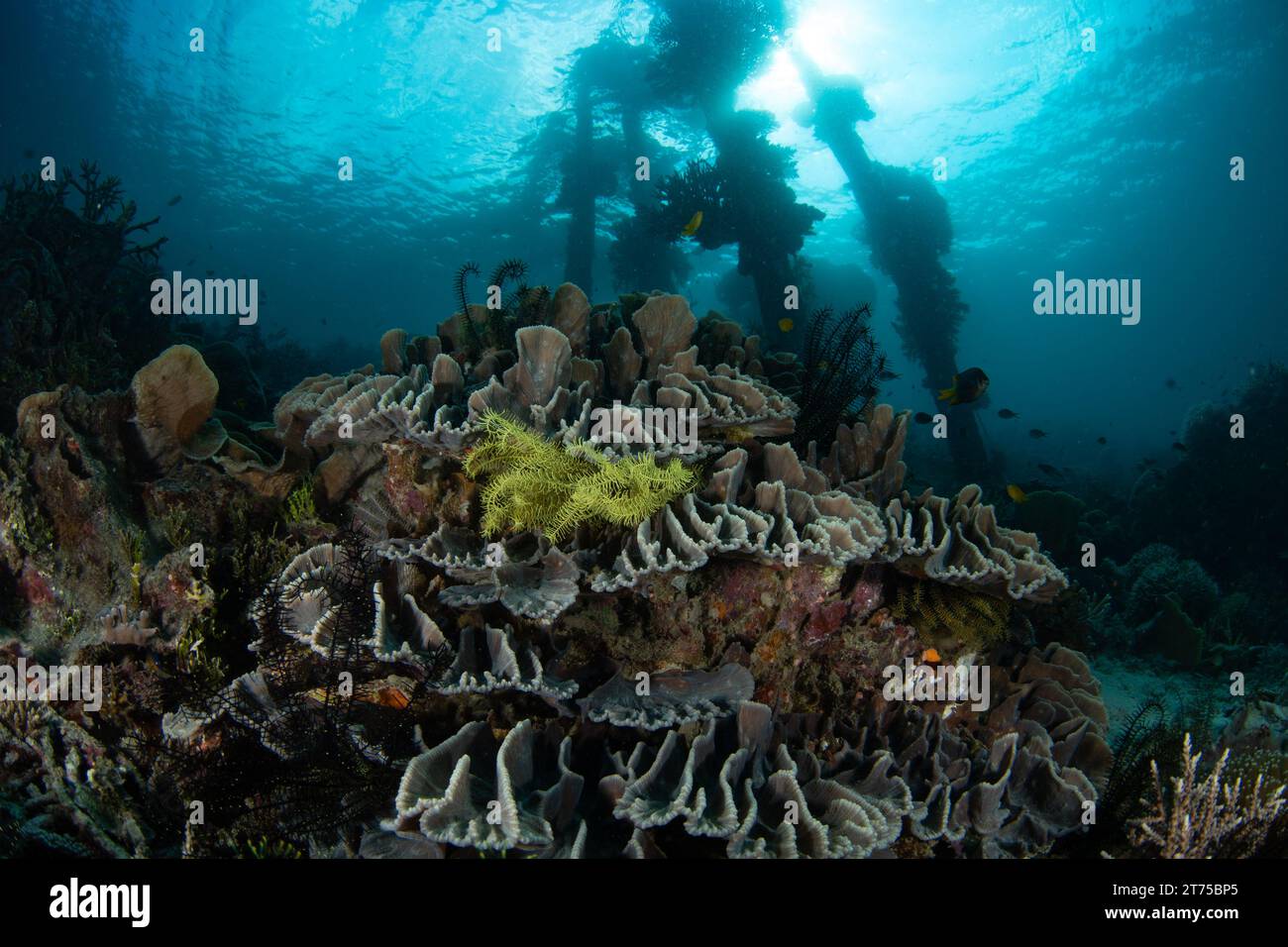 Gesunde Korallen und wirbellose Meerestiere gedeihen an einem Riffhang unter einem Steg in Raja Ampat, Indonesien. Dieses Gebiet weist eine hohe biologische Vielfalt der Meere auf. Stockfoto