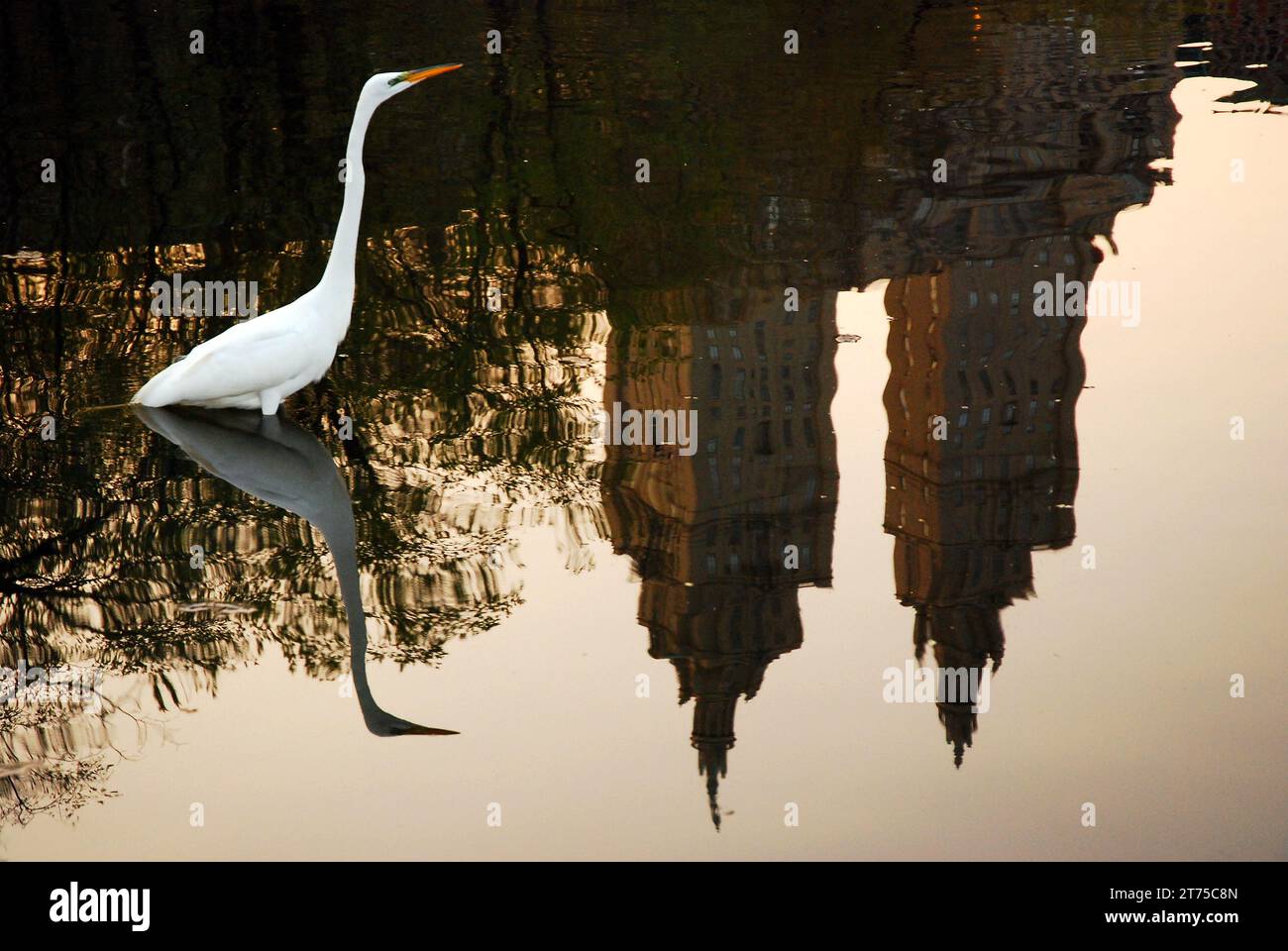 Ein Egret steht in einem See im Central Park, wo sich die Gebäude von New York City im Wasser spiegeln und einen Kontrast zur Natur in einer urbanen Umgebung bieten Stockfoto