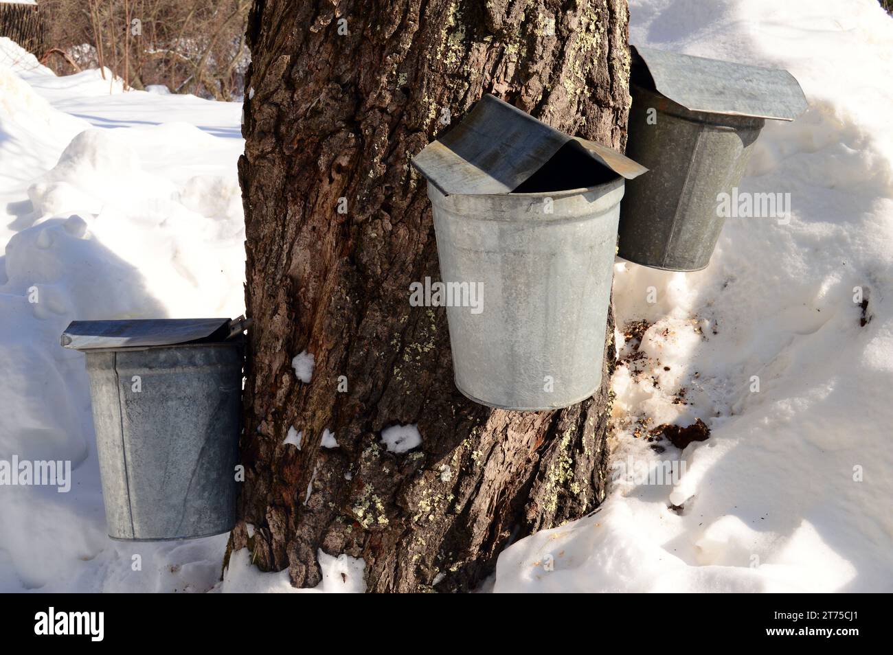 Eimer und Eimer fangen saft und Zucker und verwandeln sich an einem kalten Wintertag in Neuengland in Ahornsirup Stockfoto