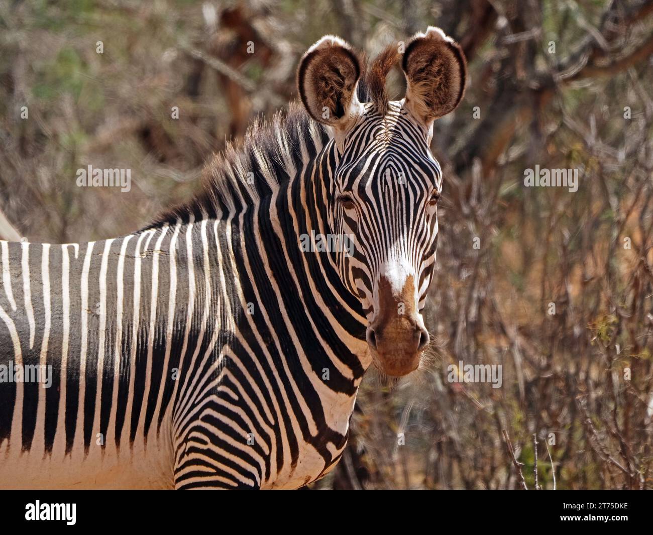 Grevy’s Zebra (Equus Grevyi) Kaiserliches Zebra größte und am stärksten gefährdete wilde Equiden mit typischen großen Ohren schmalen Streifen in Laikipia, Kenia, Afrika Stockfoto