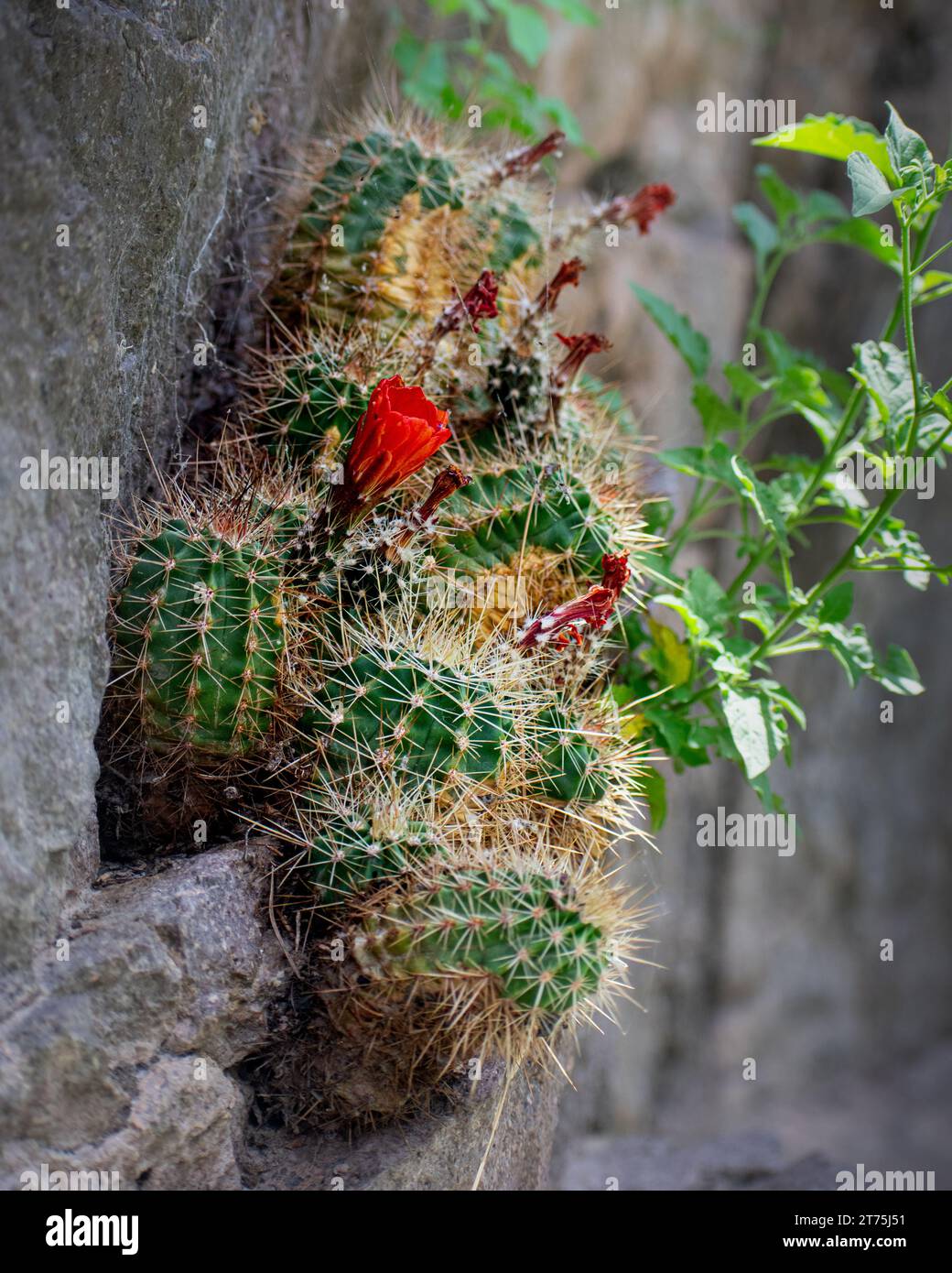 Eine Nahaufnahme eines blühenden Kaktusses, der von der Seite einer Felswände im Gila National Forest in New Mexico wächst Stockfoto