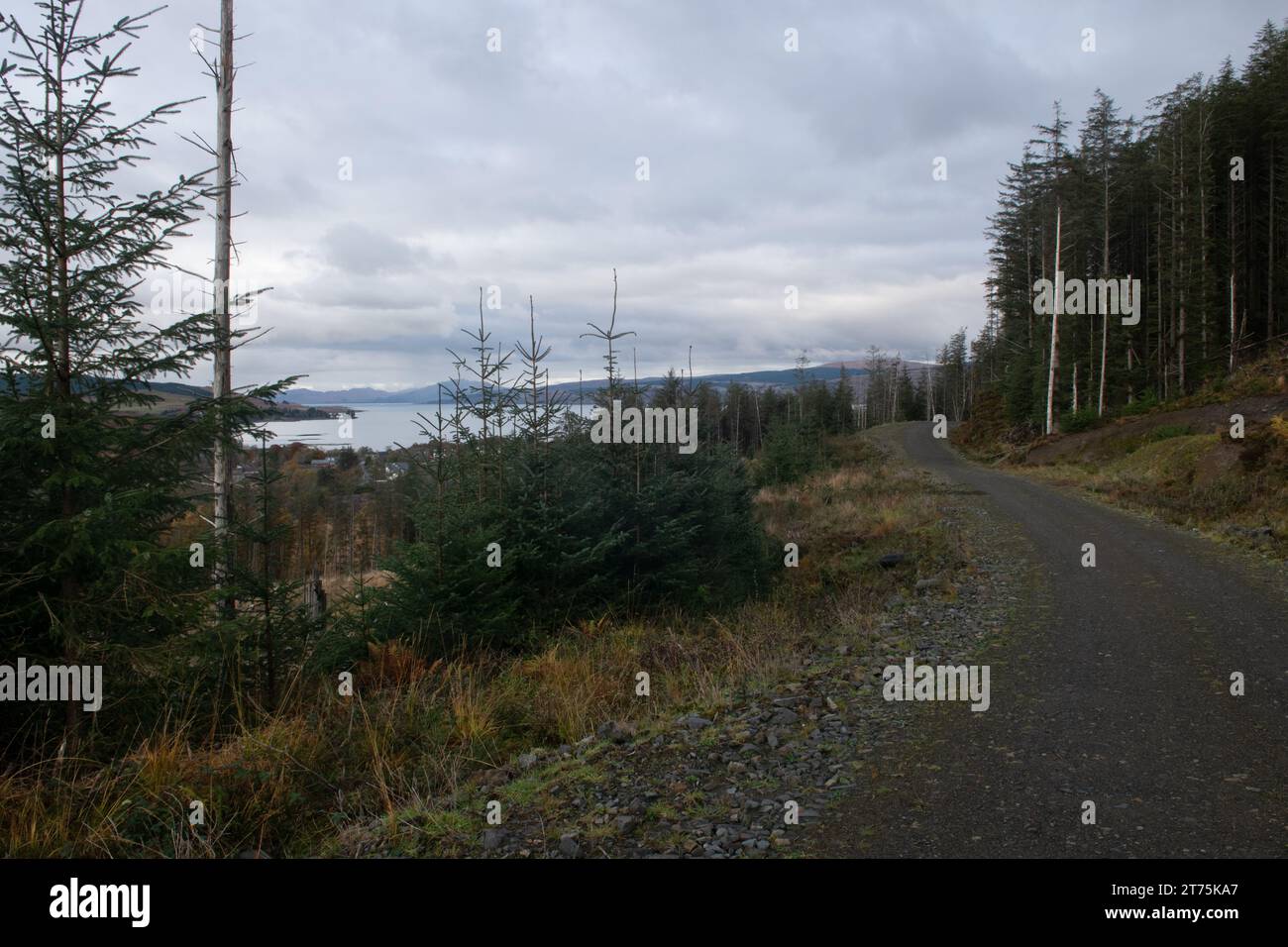 Pine Forest, Salen, Isle of Mull, Schottland, Vereinigtes Königreich Stockfoto