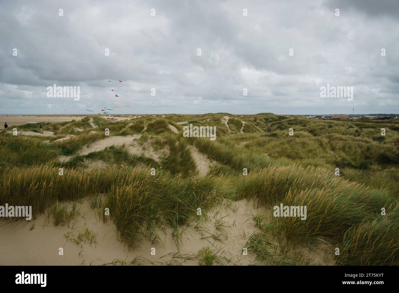 Dünenlandschaft an der Nordsee, Rømø, Dänemark Stockfoto