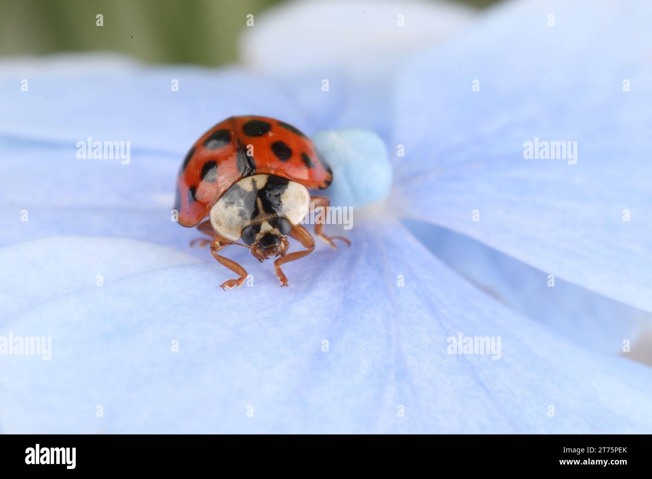 Marienkäfer auf wunderschöner Hortensie Blume, Makroansicht. Leerzeichen für Text Stockfoto