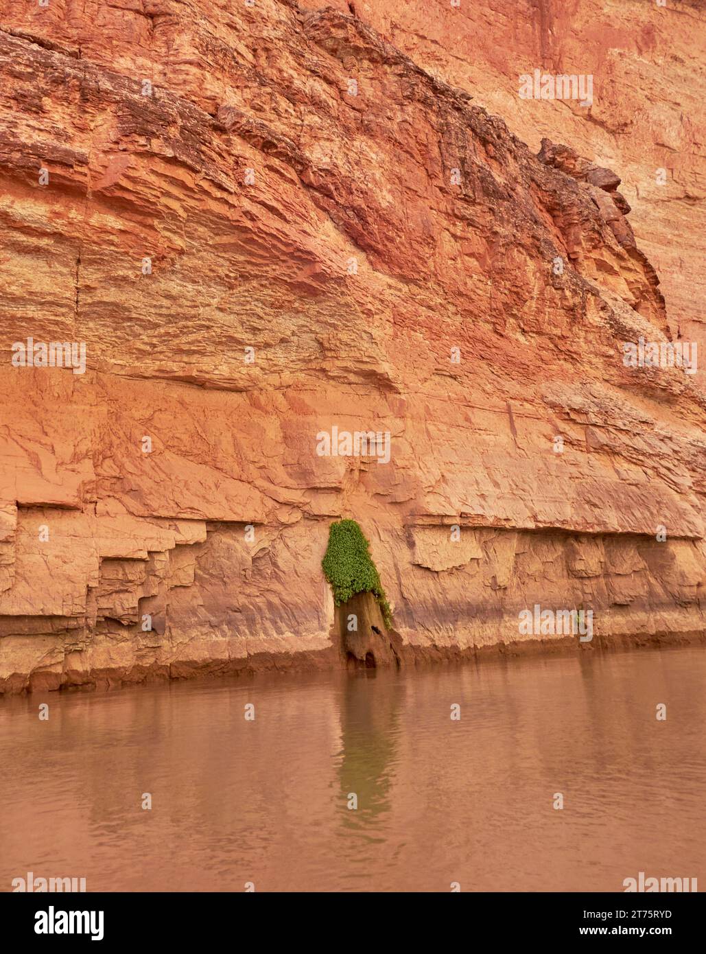 Eine Quelle in der redwall des Grand Canyon unterstützt unerwartete Pflanzen. Das ist eine kurze Strecke den Colorado River hinunter von der Redwall Cavern Stockfoto