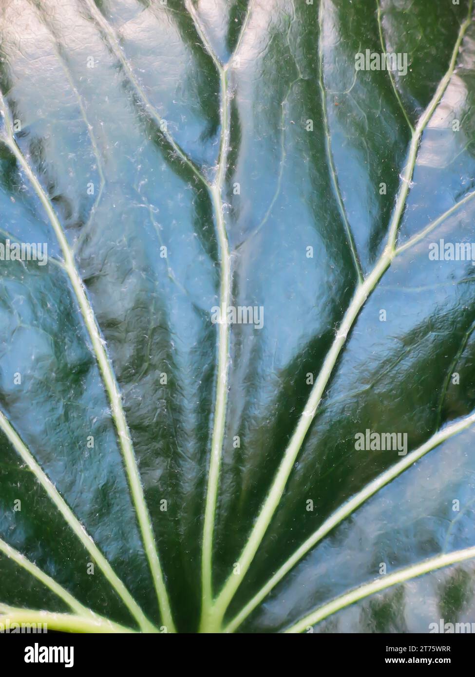 Nahaufnahme des Blattes mit detaillierter Venenstruktur Stockfoto