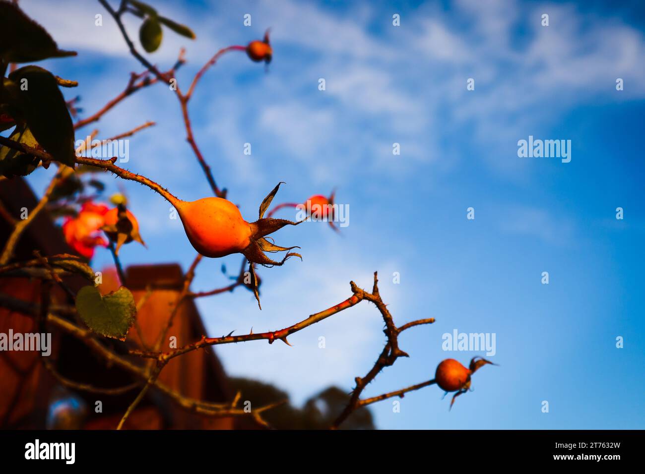Früchte am Baum im Herbst. Das Bild machte junge Granatäpfel im Herbst am Himmel. Stockfoto