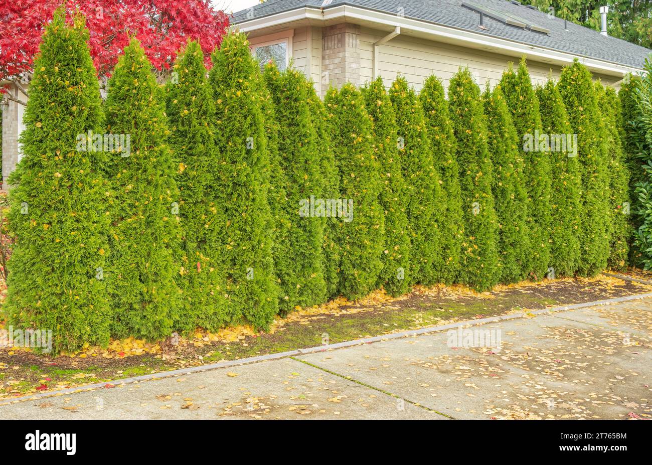 Naturzaun aus immergrünen Bäumen im Viertel Gresham Oregon. Stockfoto