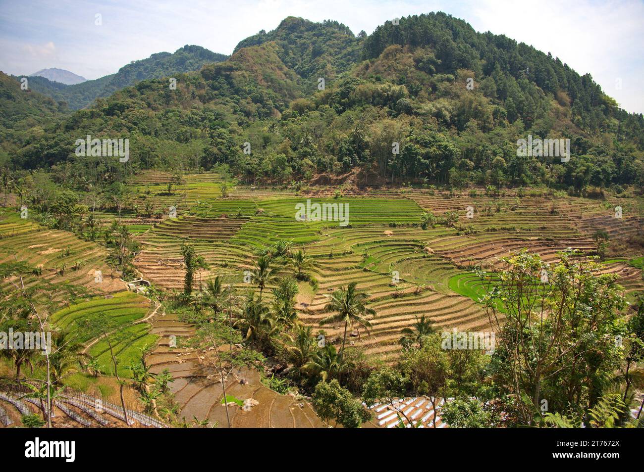 Malerische Aussicht auf wunderschöne Reisfelder in Indonesien Stockfoto