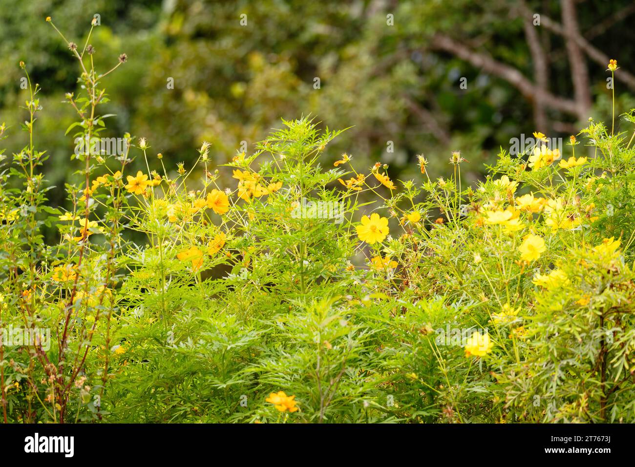 Frische gelbe Wildblumen blühen in einer grünen Landschaft Stockfoto