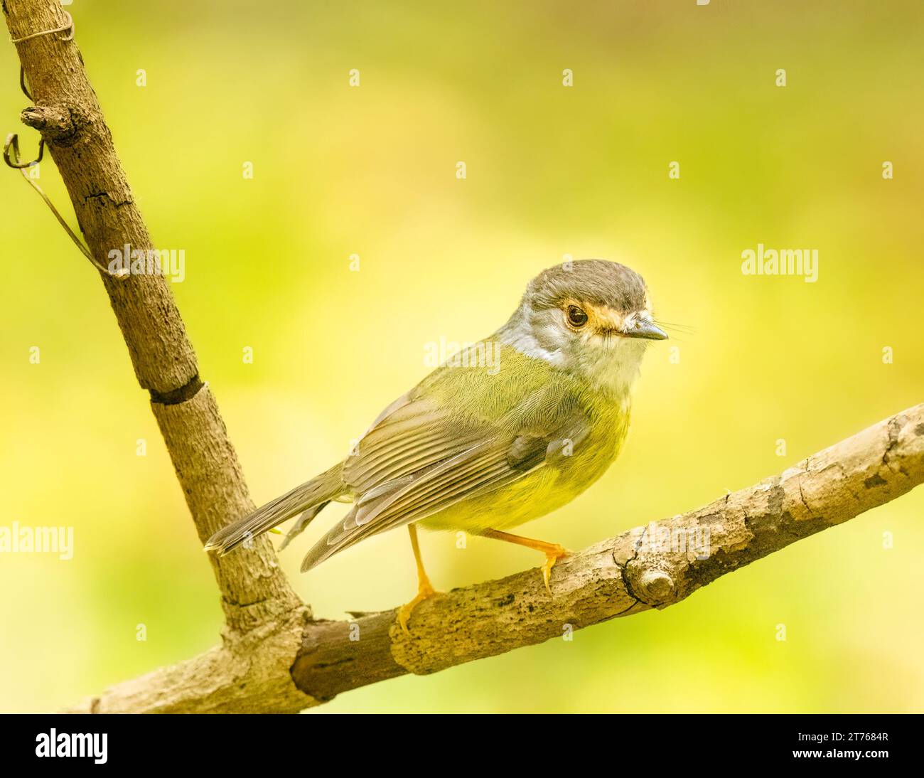Pale Yellow Robin (Tregellasia capito) leben vollständig im Regenwald und sind endemisch im Osten Australiens. Auf einem niedrigen Ast Stockfoto