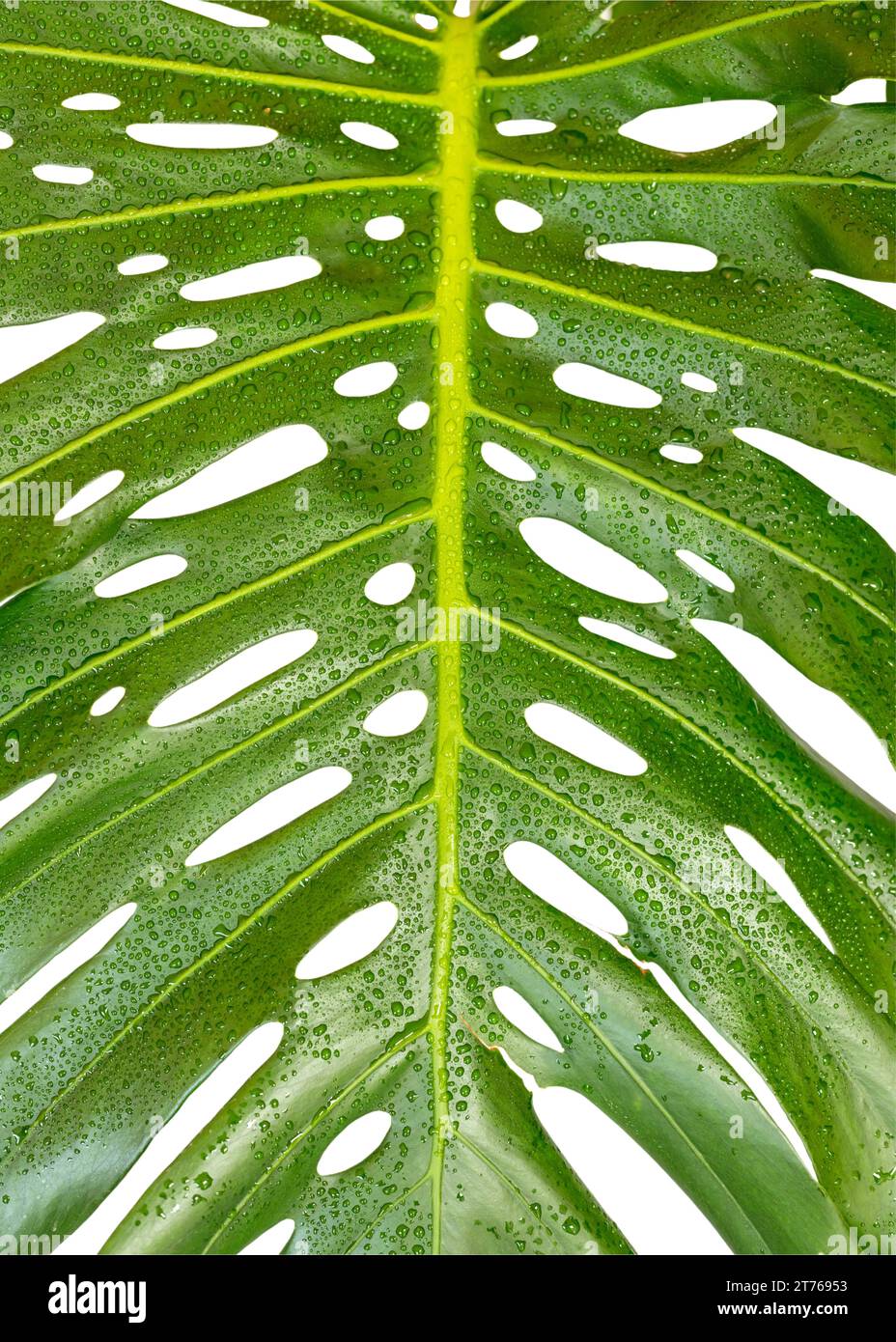 Monstera deliciosa tropische Laubpflanze große Blattnaht Stockfoto