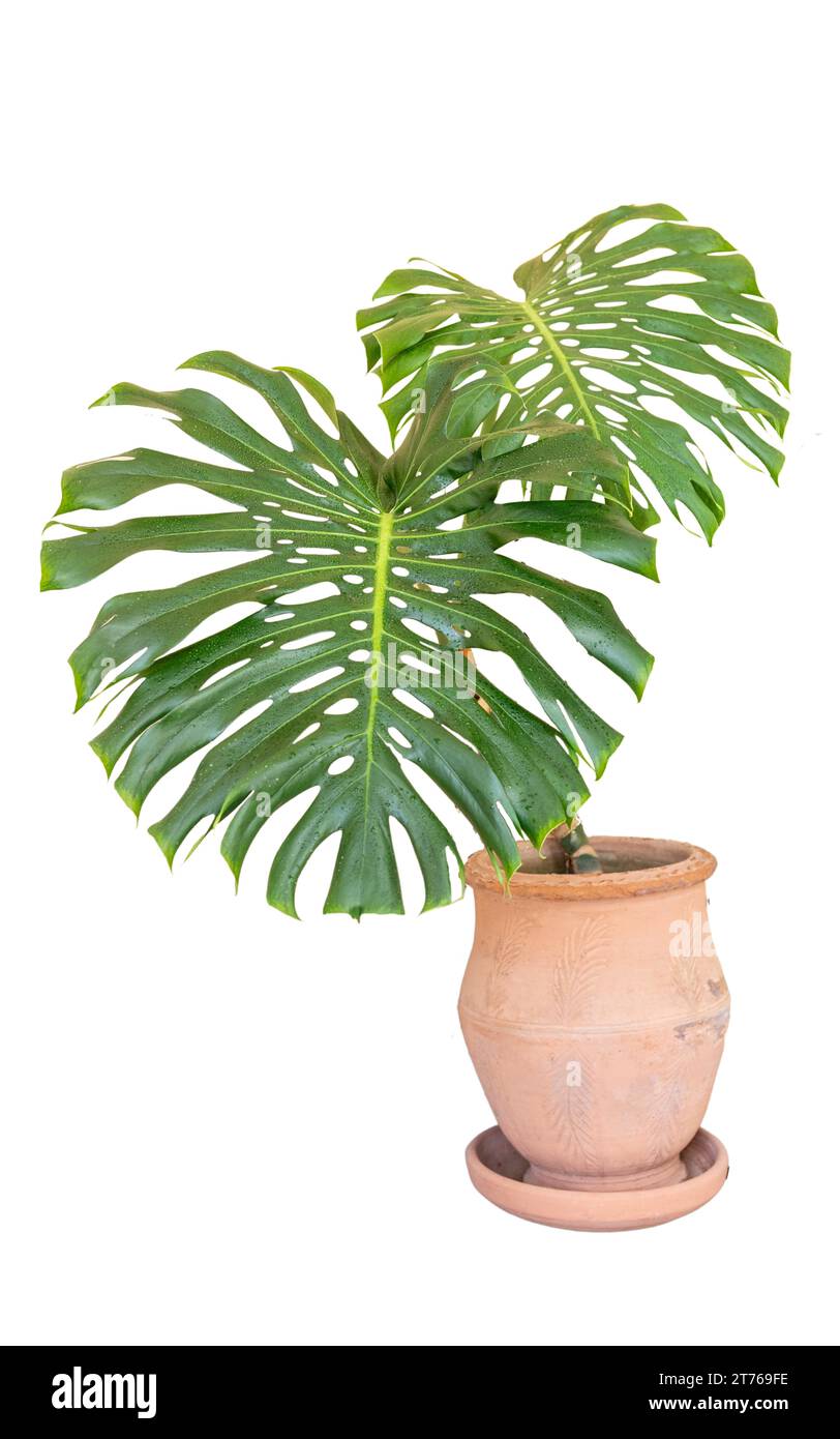Groe Blte der Monstera Deliciosa, Obst Salat Pflanze mit cremigen weien  Spatha Bltenstnden und vor einem dunklen Hintergrund im Garten in  Australien Stockfotografie - Alamy