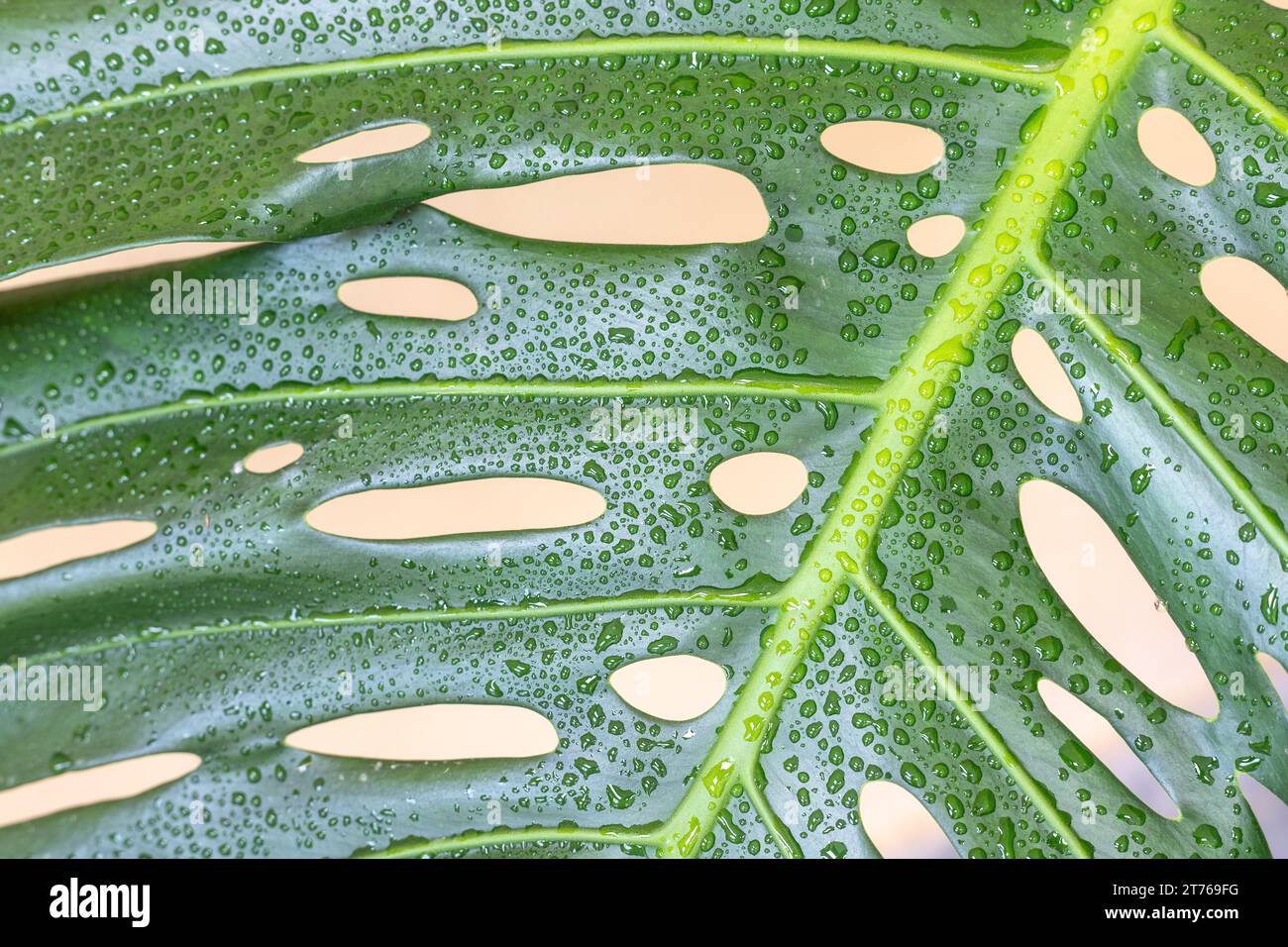 Nahaufnahme des grossen Blattes der Monstera deliciosa-Pflanze Stockfoto