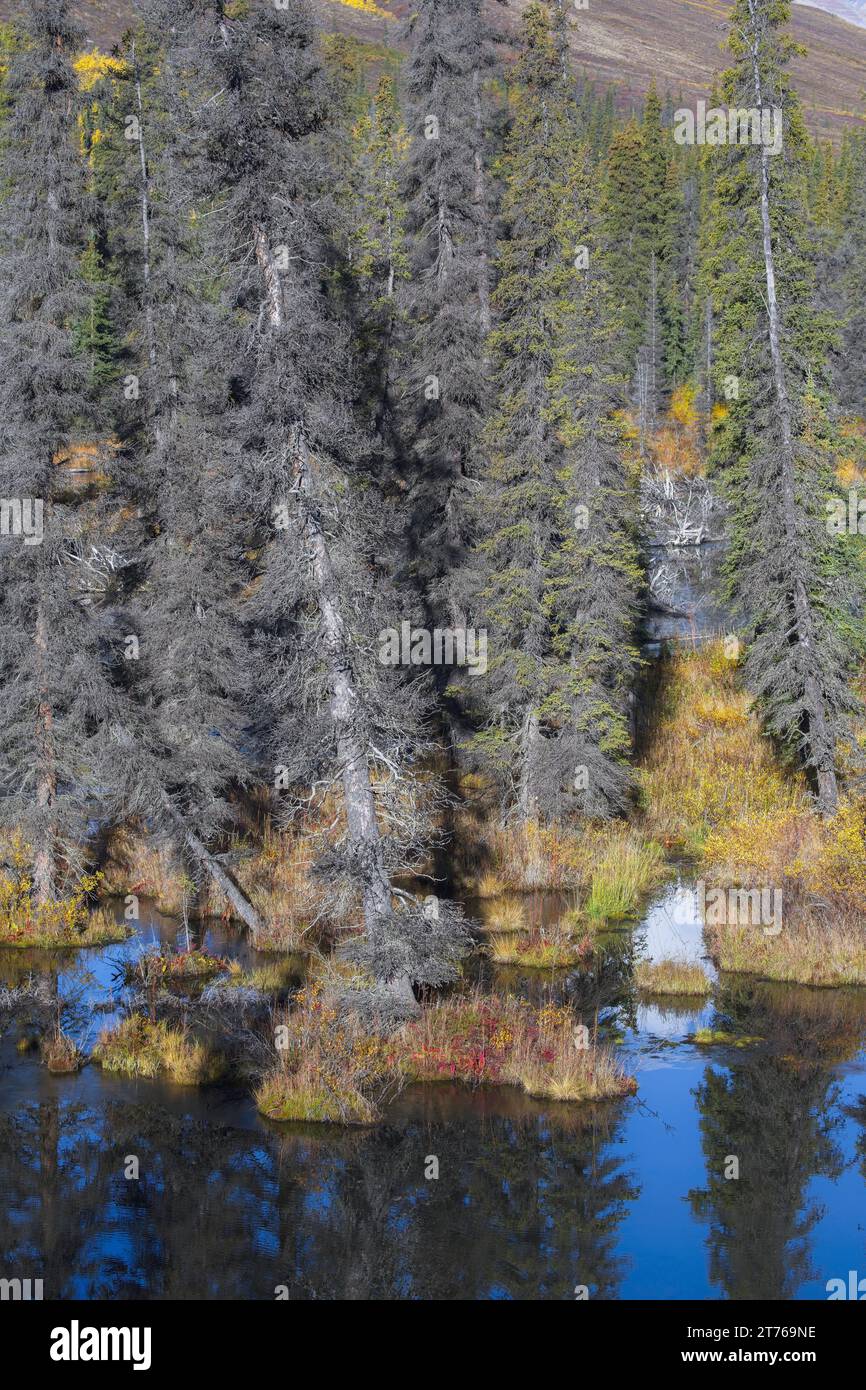 Yukon in Kanada, wilde Landschaft im Herbst des Tombstone Park, mit dem See Stockfoto