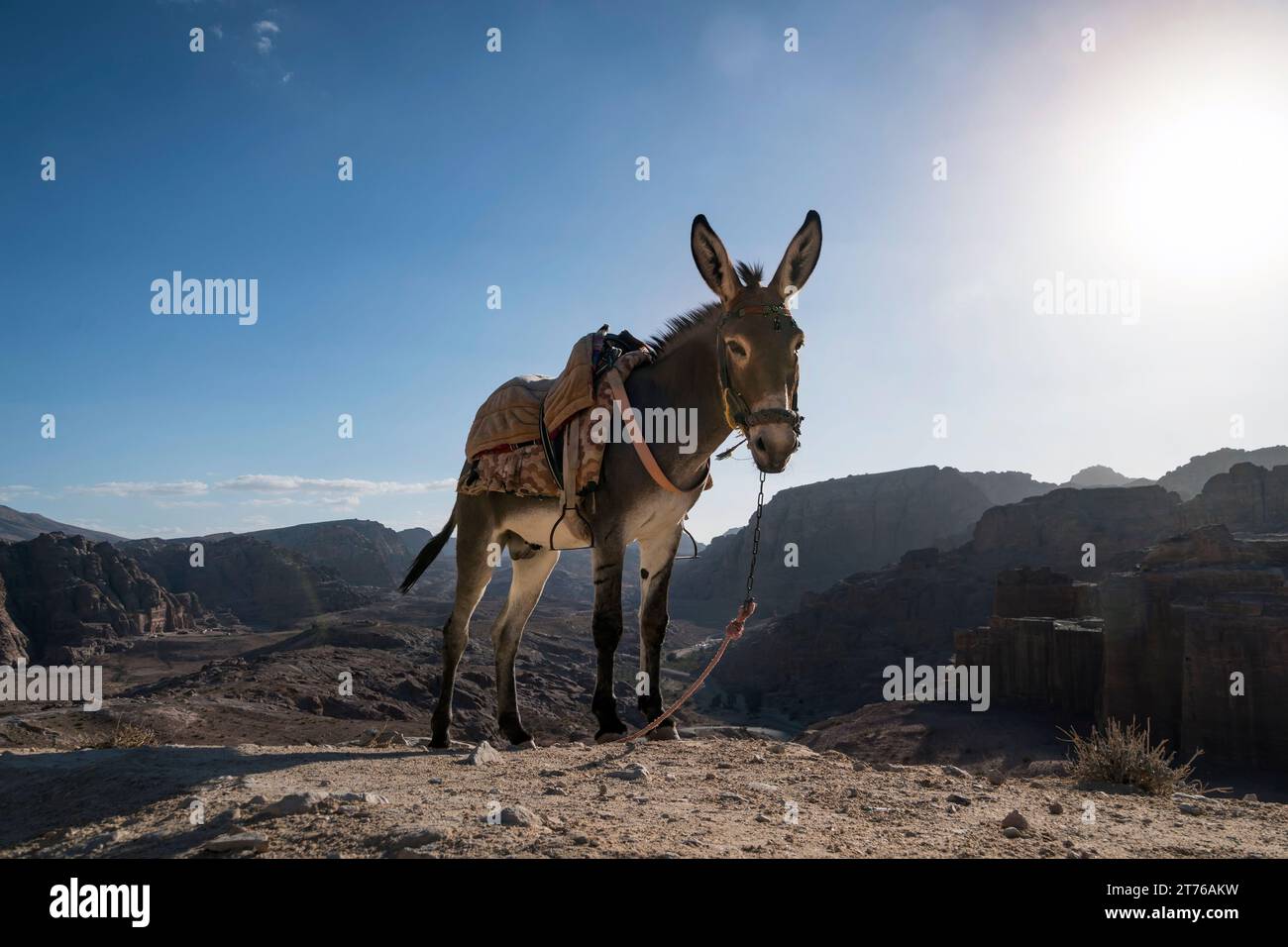 Ein Esel mit einem Sattel auf einem Berg vor blauem Himmel und heller Sonne. Eselträger. Stockfoto