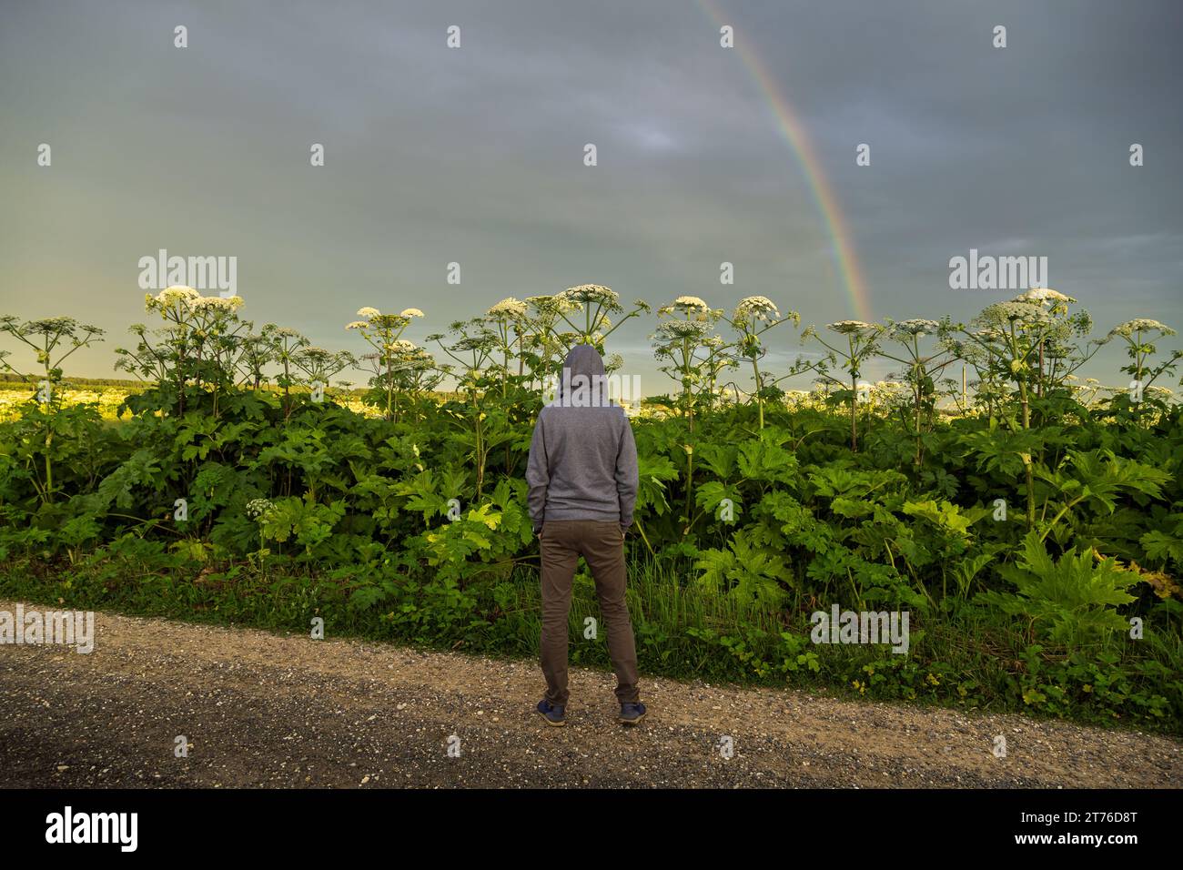 Mann in der Nähe des Giant Hogweed Sosnowski Werks. Heracleum manteggazzianum, das auf dem Feld wächst Stockfoto