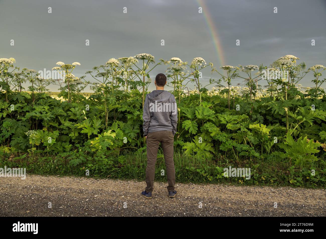 Mann in der Nähe des Giant Hogweed Sosnowski Werks. Heracleum manteggazzianum, das auf dem Feld wächst Stockfoto