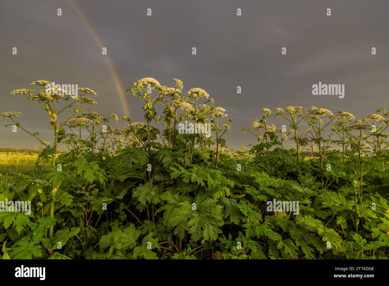 Sosnowskys Hogweed Heracleum sosnowskyi gefährliche invasive Pflanze Stockfoto