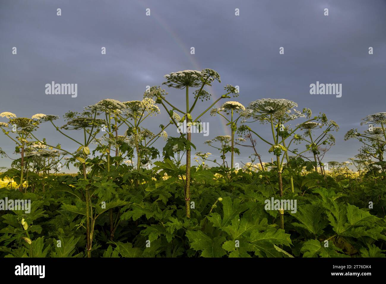 Sosnowskys Hogweed Heracleum sosnowskyi gefährliche invasive Pflanze Stockfoto