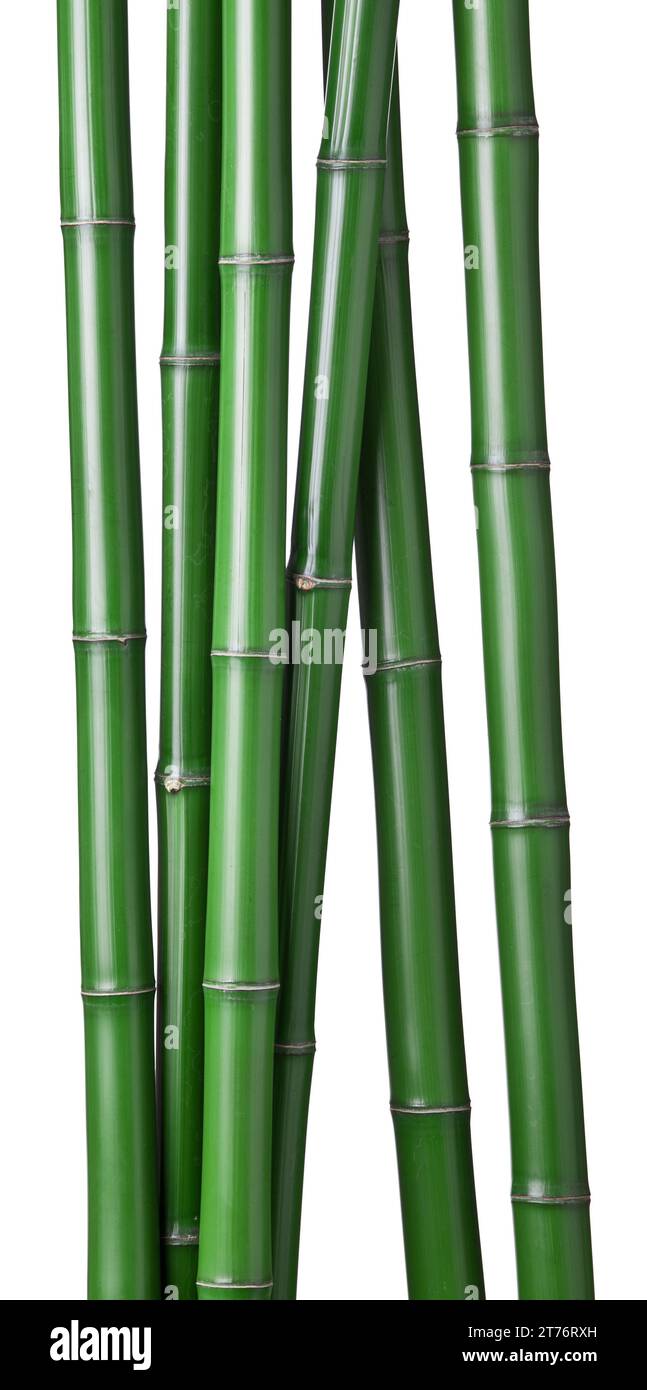 Gruppe grüner Bambus isoliert auf weißem Hintergrund Stockfoto