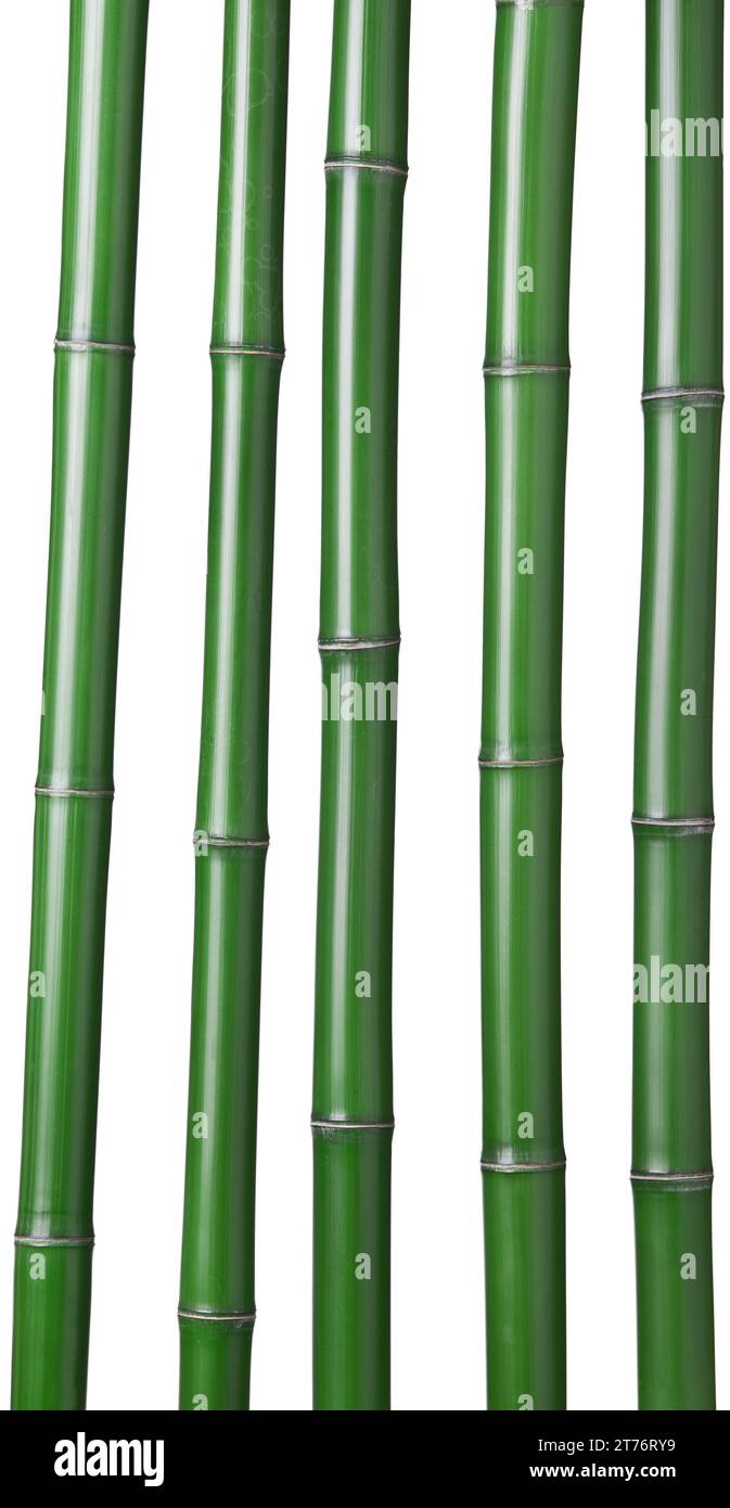 Bambusgruppe isoliert auf weißem Hintergrund Stockfoto
