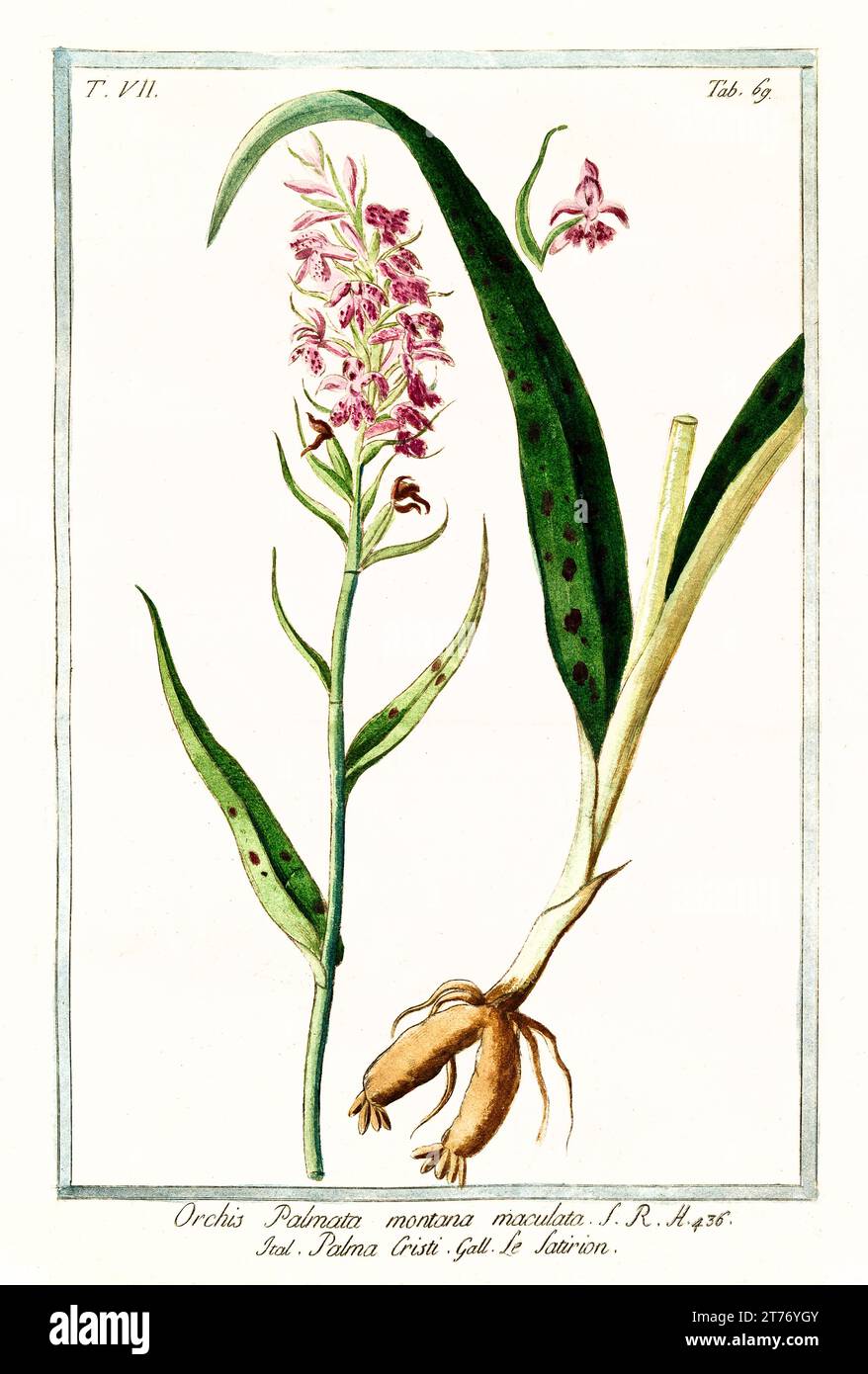 Alte Illustration der Heath Fleckorchidee (Dactylorhiza maculata). Von G. Bonelli über Hortus Romanus, publ. N. Martelli, Rom, 1772–93 Stockfoto