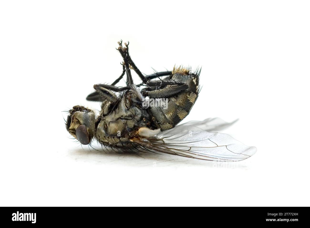 Tote Blowfly (Calliphora vicina) liegend auf dem Rücken, Nahaufnahme, vor weißem Hintergrund, München, Bayern, Deutschland, Europa Stockfoto