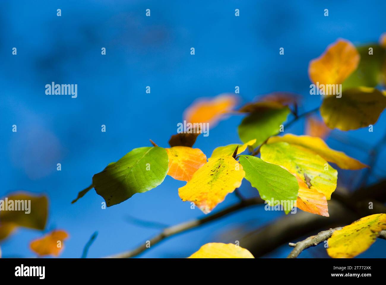 Blätter einer Rotbuche (Fagus Sylvatica) im oberen Isartal beim Sylvensteinstausee im Herbst, Bayern, Deutschland Stockfoto
