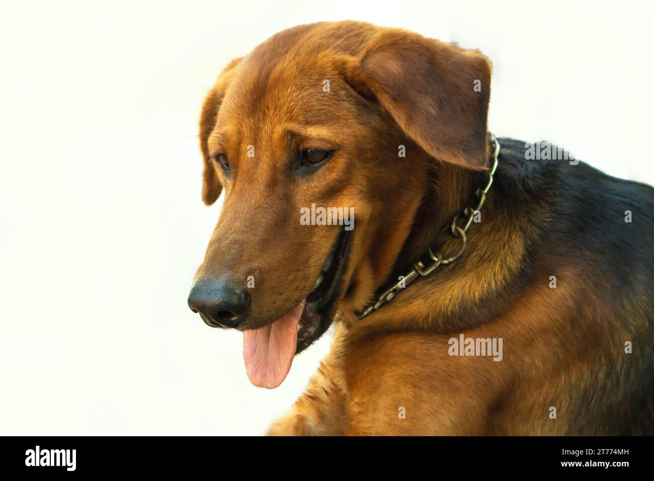 Brauner Hund auf weißem Hintergrund, Nahaufnahme eines Hundes Stockfoto
