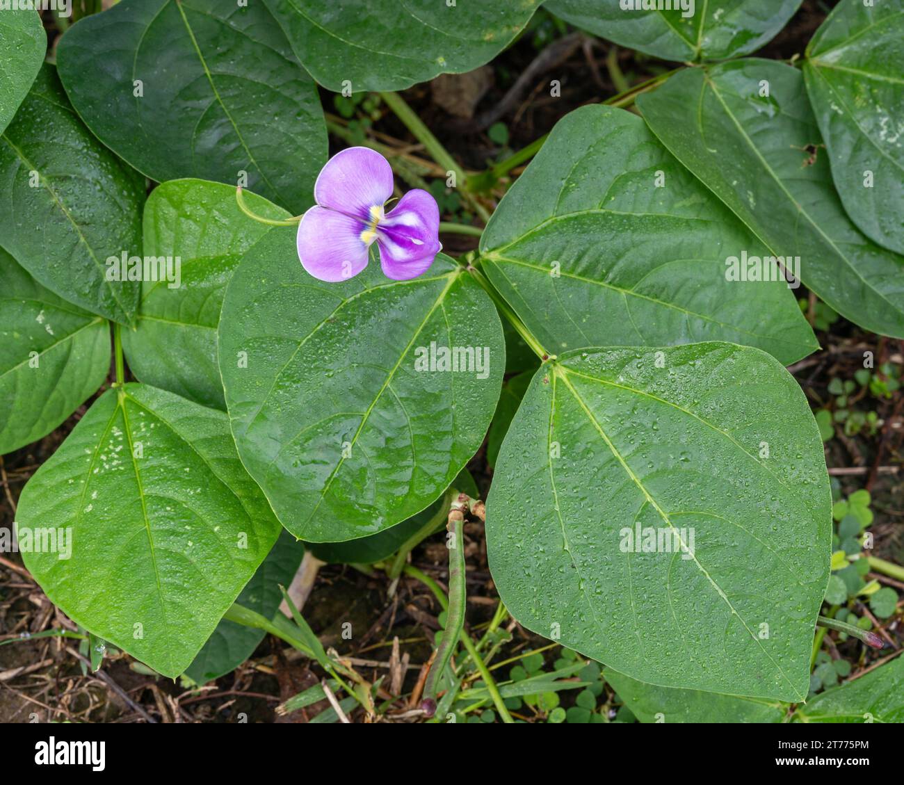 Nahaufnahme von vigna unguiculata aka Kuherbsenblätter und lila Blume im Freien im tropischen Feld Stockfoto