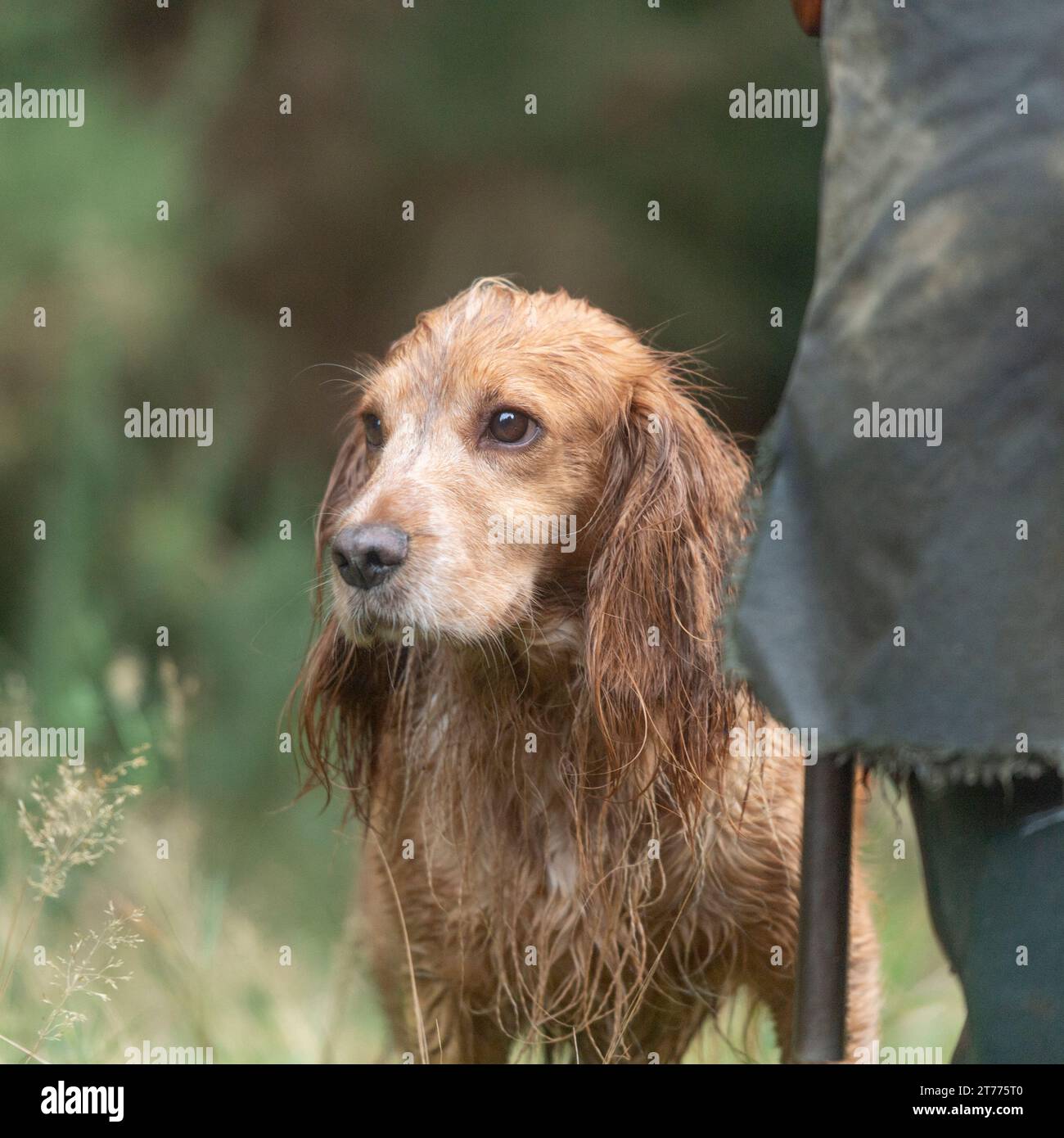 goldener Cocker Spaniel bei einem Shooting Stockfoto