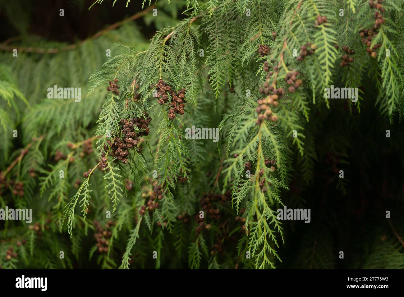 Leyland Cypress, Cupressus x leylandii Stockfoto