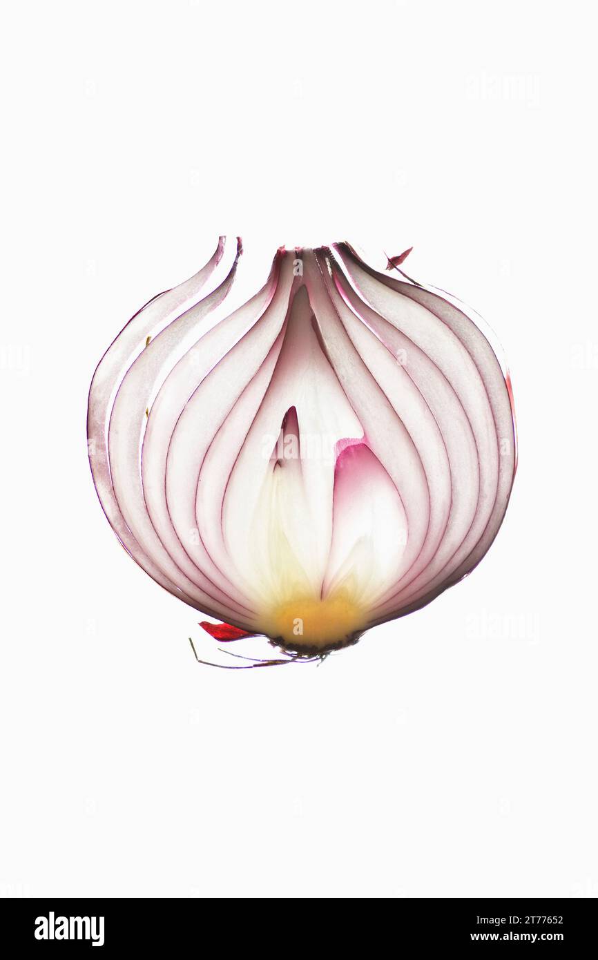Extreme Nahaufnahme von eine in Scheiben geschnittene rote Zwiebel vor weißem Hintergrund Stockfoto