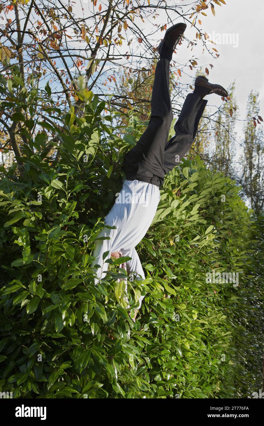 Geschäftsmann, kopfüber in einer Hecke landen Stockfoto