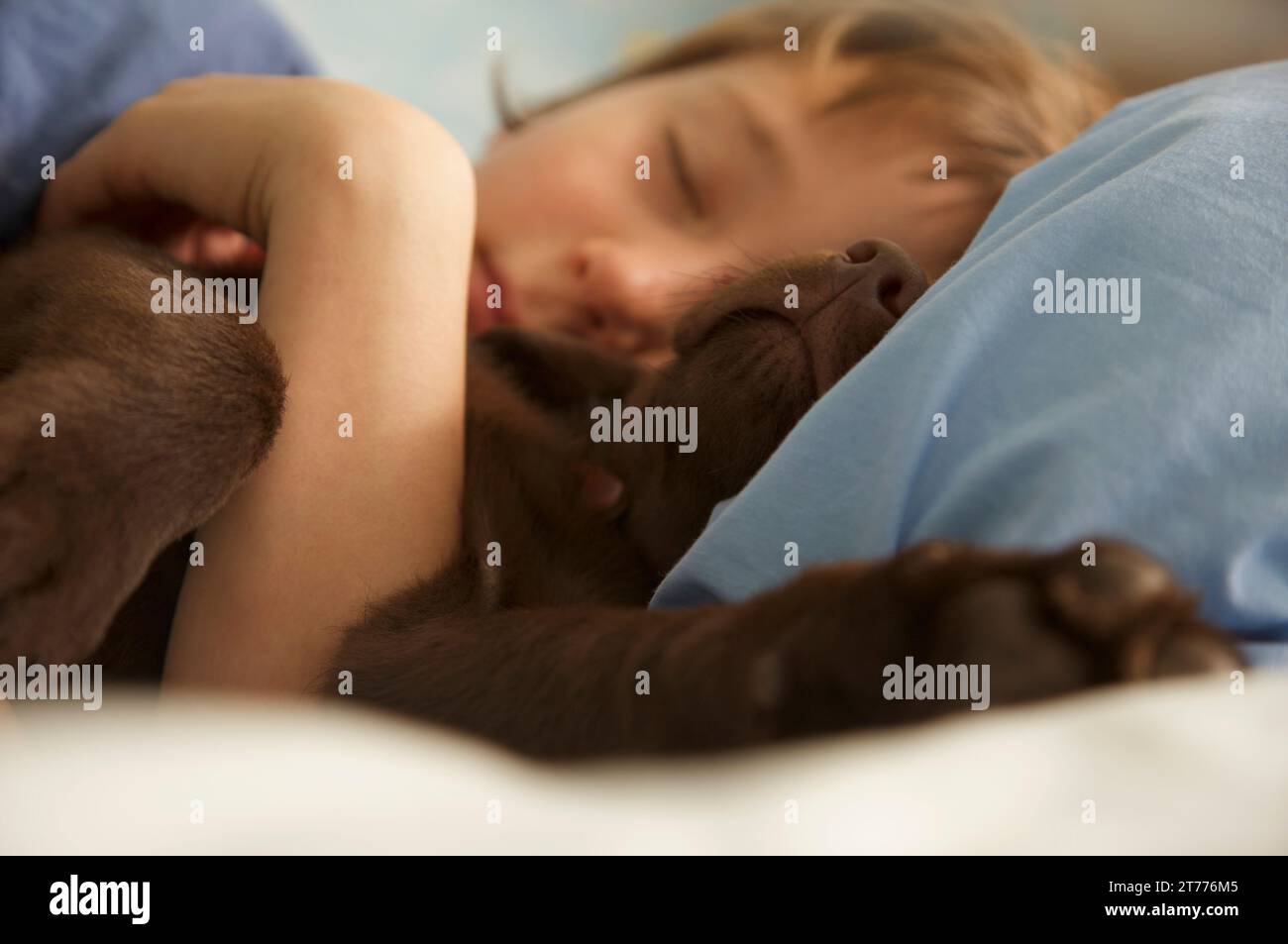 Junge schläft im Bett mit einem schokoladigen labrador-Welpen Stockfoto