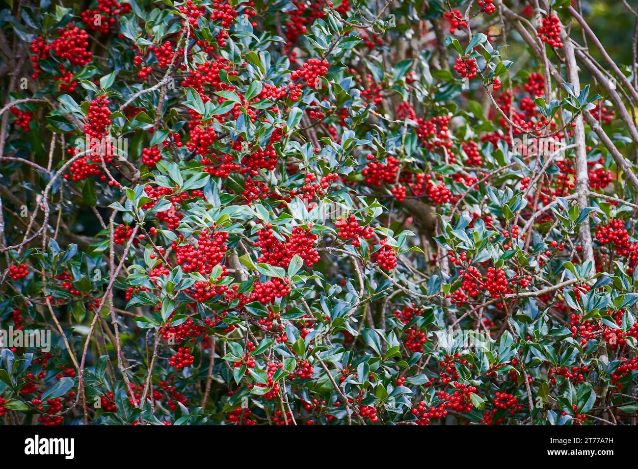 Wilder Stechpalmenstrauch bedeckt mit roten Beeren Stockfoto