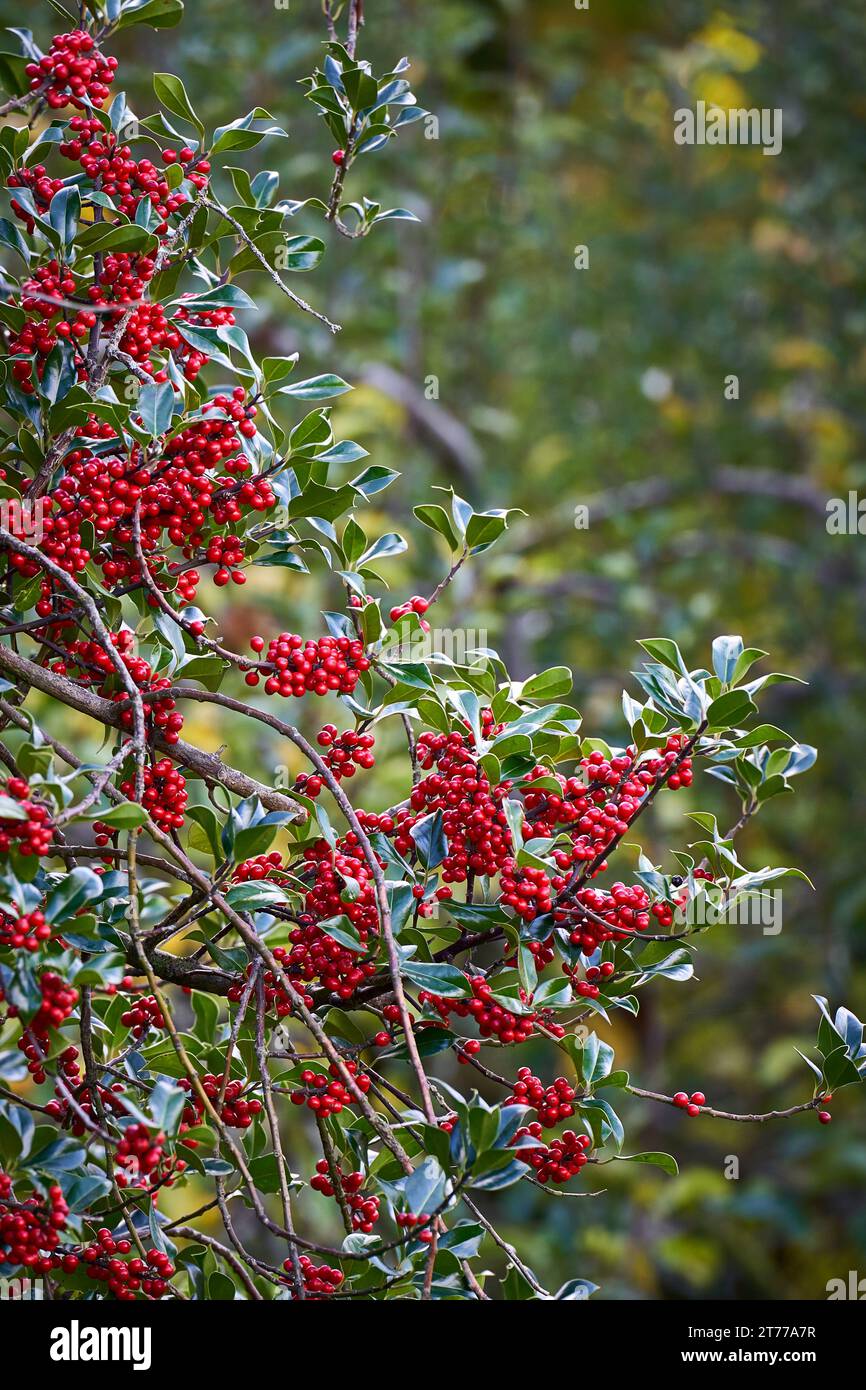 Stechpalme Bush mit roten Beeren Stockfoto