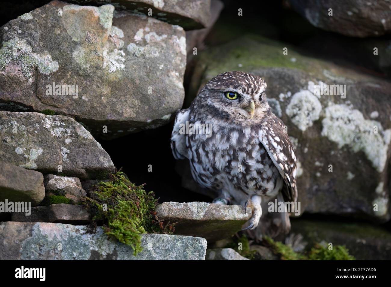 Die kleine Eule sitzt in einer Ecke in einer trockenen Steinmauer Stockfoto