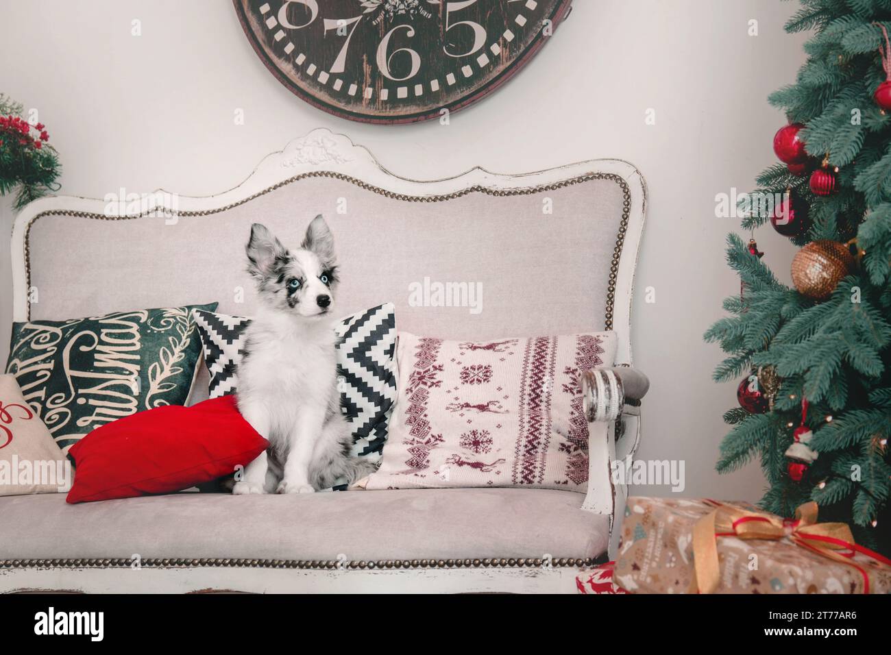 Border Collie Hündchen sitzt auf einer roten Couch. Weihnachten und Neujahr Stockfoto