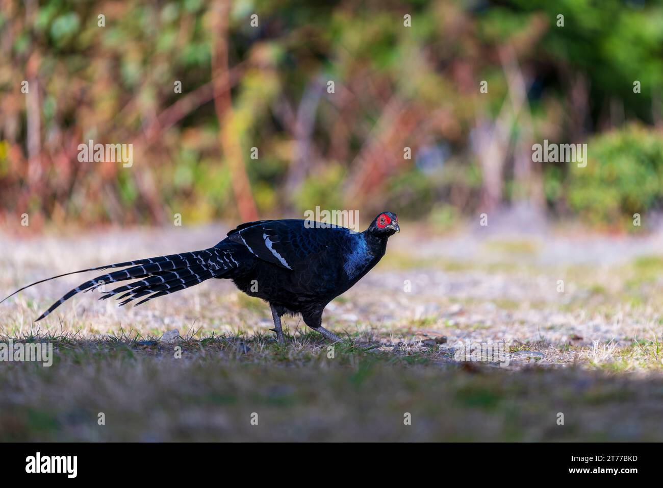 Mikado Fasan männlich und weiblich endemischer Vogel von taiwan Stockfoto