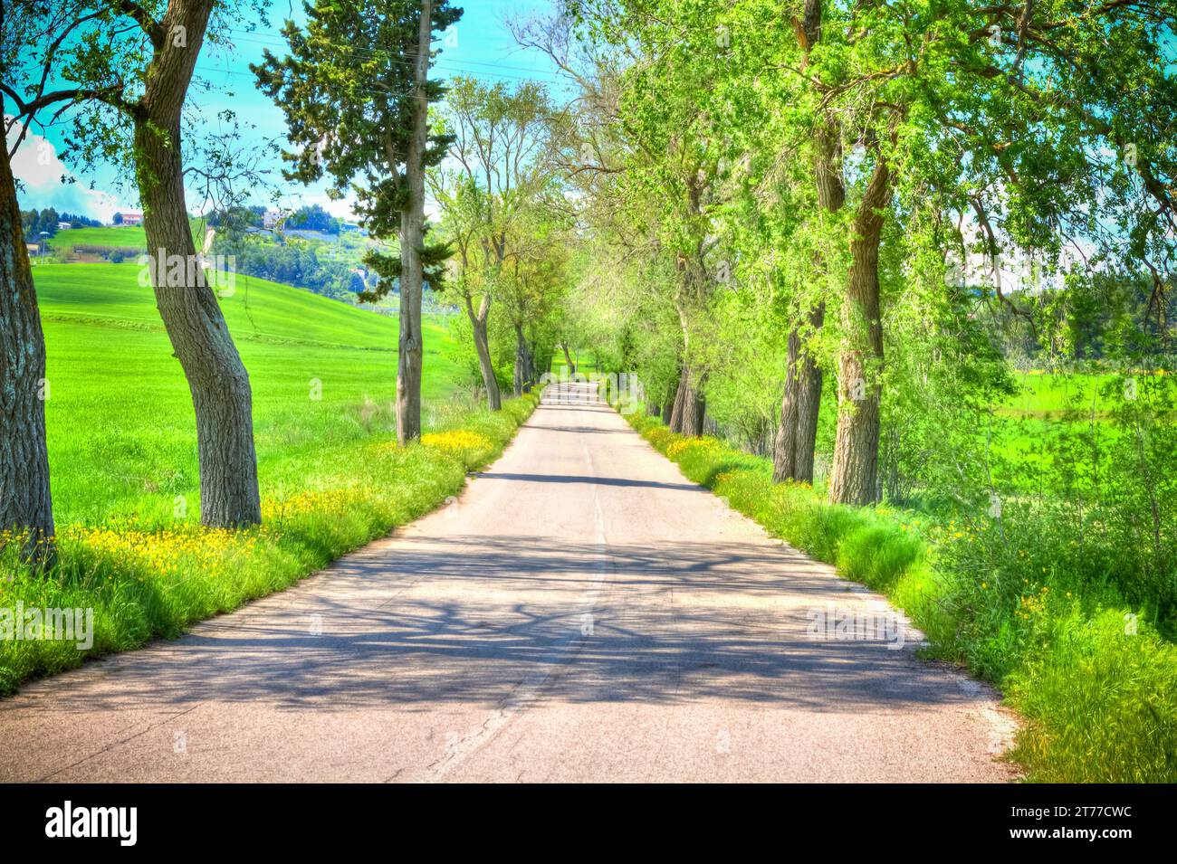 Landstraße mit Bäumen unter Tageslicht Stockfoto